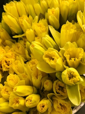 Celebrate March Birthdays with Daffodils at Kimberleys