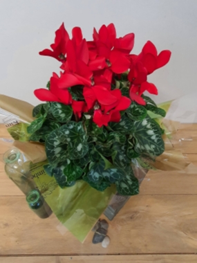 Christmas Plants and Extras